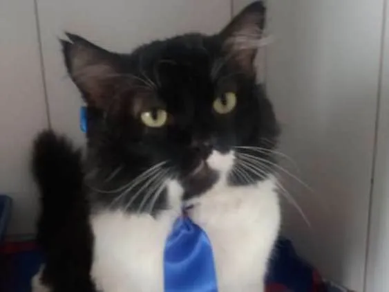 Gato ra a Felino idade 5 anos nome Lord
