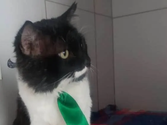 Gato ra a Felino idade 5 anos nome Lord