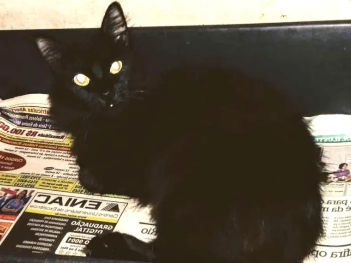 Gato ra a Srd idade 7 a 11 meses nome Pretinho