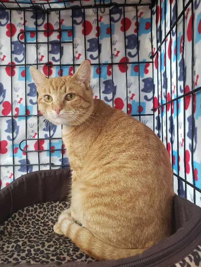 Gato ra a Srd idade 2 anos nome Theodoro