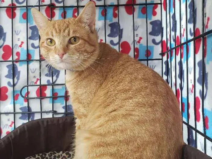 Gato ra a Srd idade 2 anos nome Theodoro