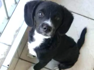 Cachorro raça Vira lata idade 2 a 6 meses nome Marley