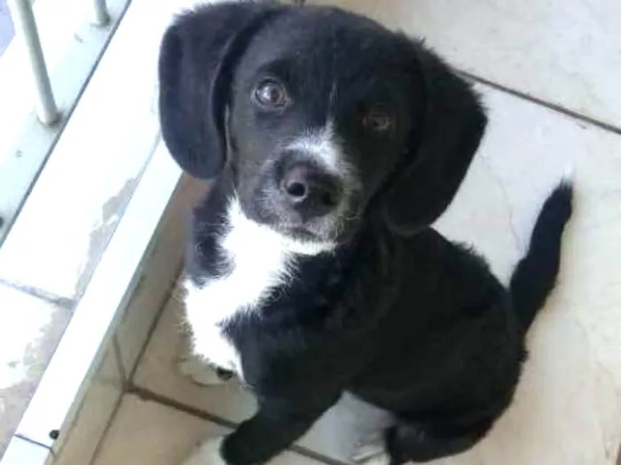 Cachorro raça Vira lata idade 2 a 6 meses nome Marley