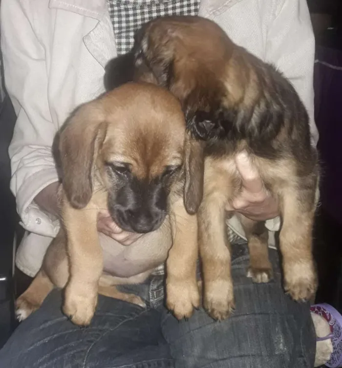 Cachorro ra a Sem raça definida idade Abaixo de 2 meses nome Não tem none