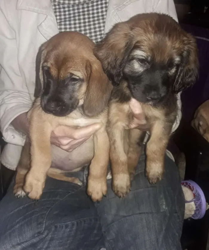 Cachorro ra a Sem raça definida idade Abaixo de 2 meses nome Não tem none