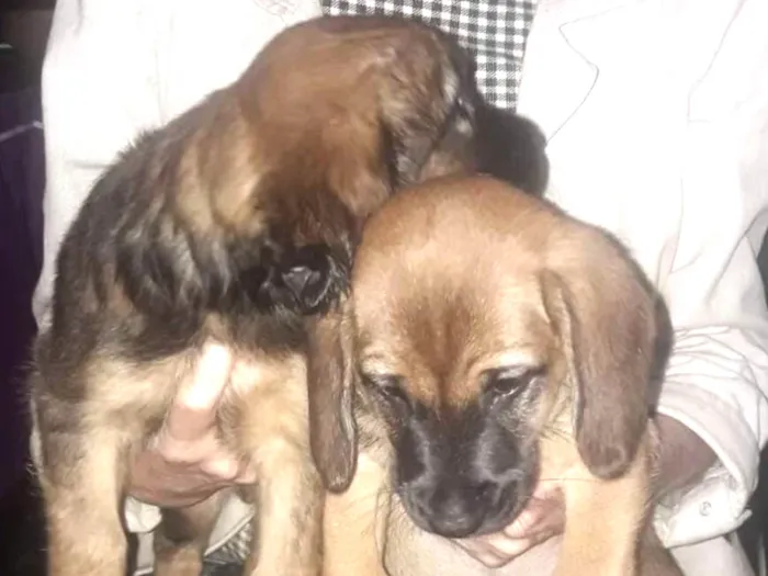 Cachorro ra a Sem raça definida idade Abaixo de 2 meses nome Não tem none
