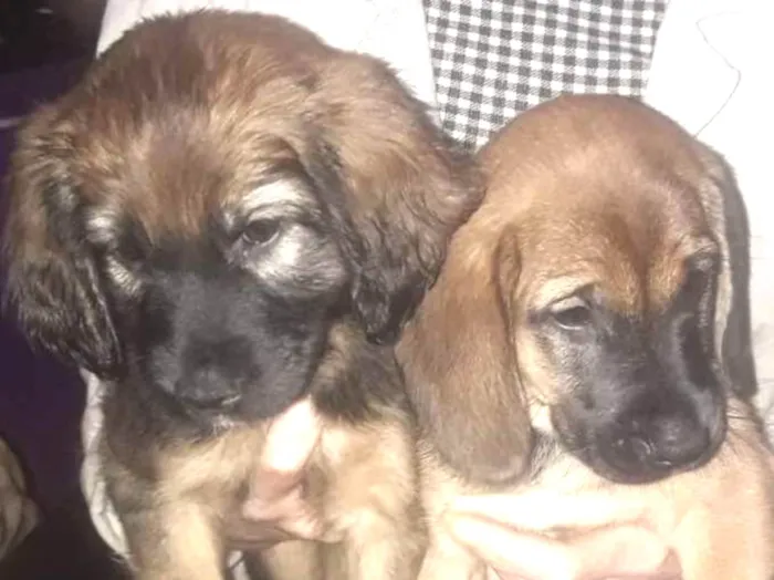 Cachorro ra a Sem raça definida idade Abaixo de 2 meses nome Não tem none