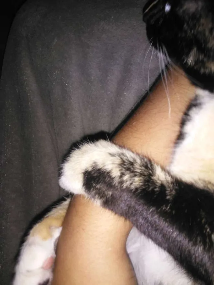 Gato ra a Srd idade 7 a 11 meses nome Kiara