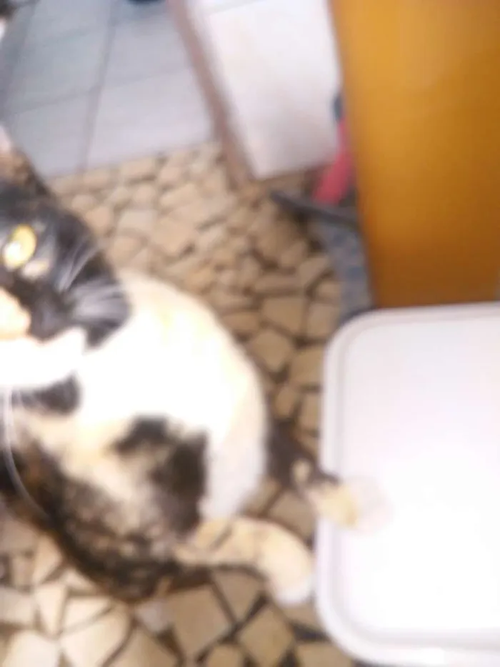 Gato ra a Srd idade 7 a 11 meses nome Kiara