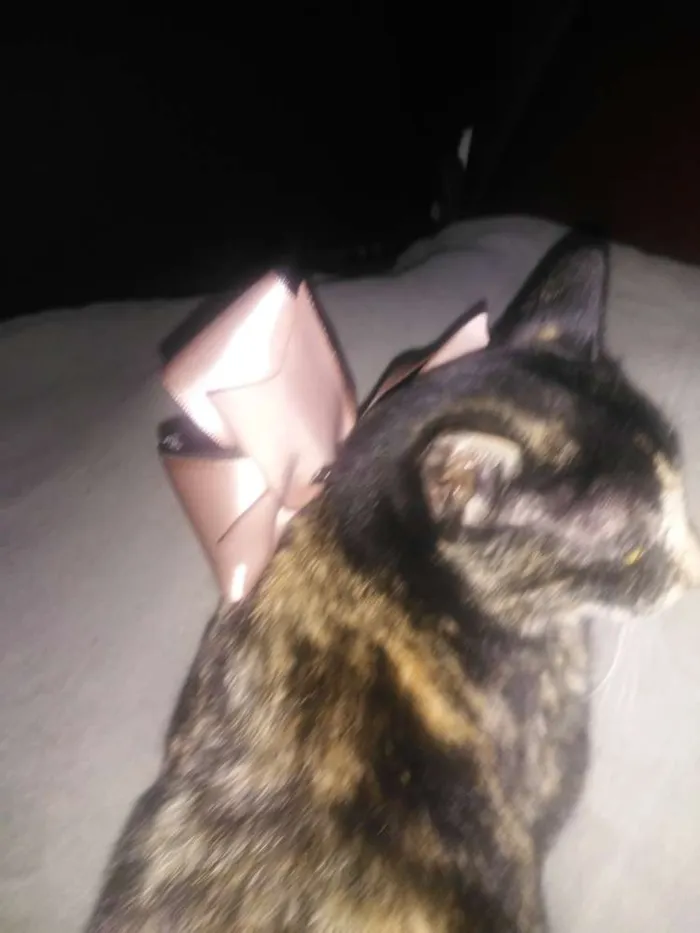 Gato ra a Srd idade 7 a 11 meses nome Kiara