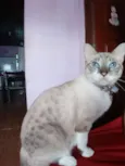 Leoa 