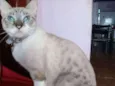 Leoa 