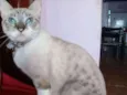 Leoa