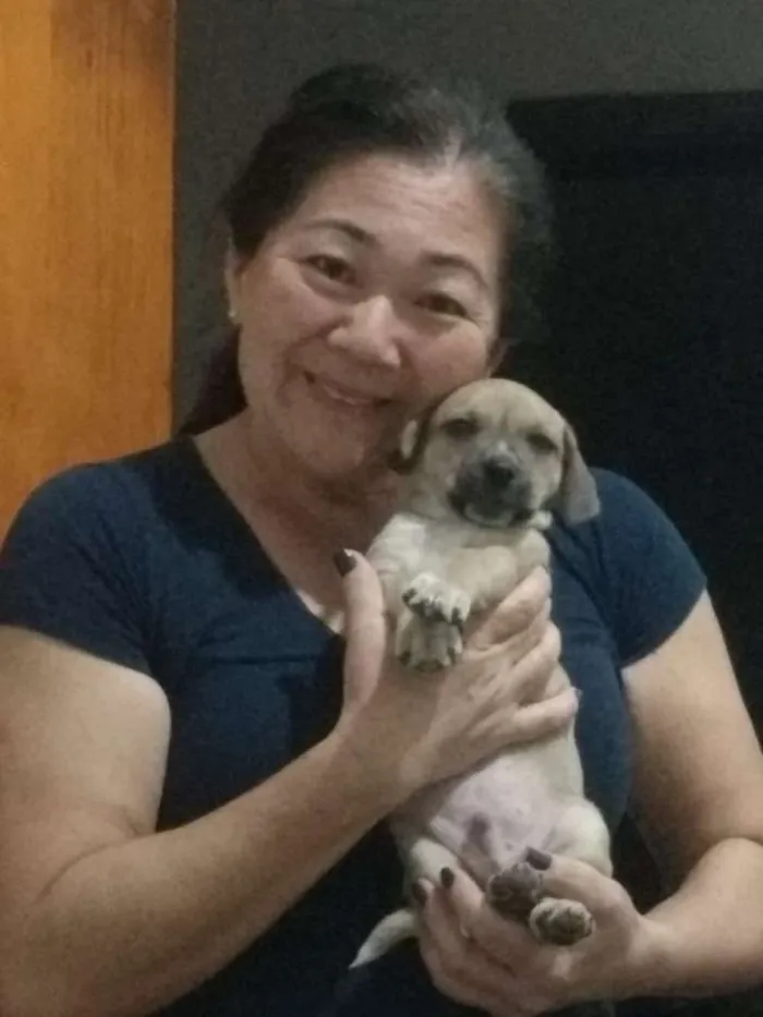 Cachorro ra a vira-lata c/ basset idade 2 a 6 meses nome Zezinho