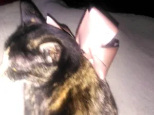 Gato raça Srd idade 7 a 11 meses nome Kiara