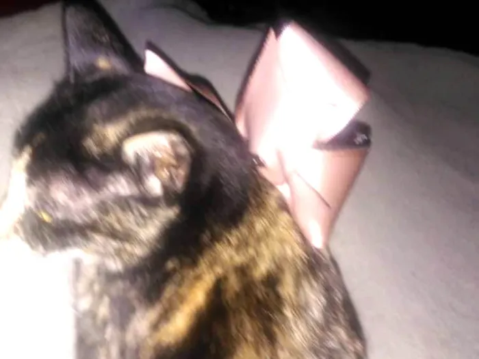 Gato ra a Srd idade 7 a 11 meses nome Kiara