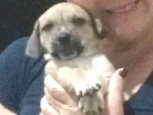 Cachorro raça vira-lata c/ basset idade 2 a 6 meses nome Zezinho