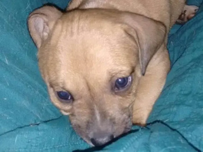 Cachorro ra a vira-lata c/ basset idade 2 a 6 meses nome Zezinho