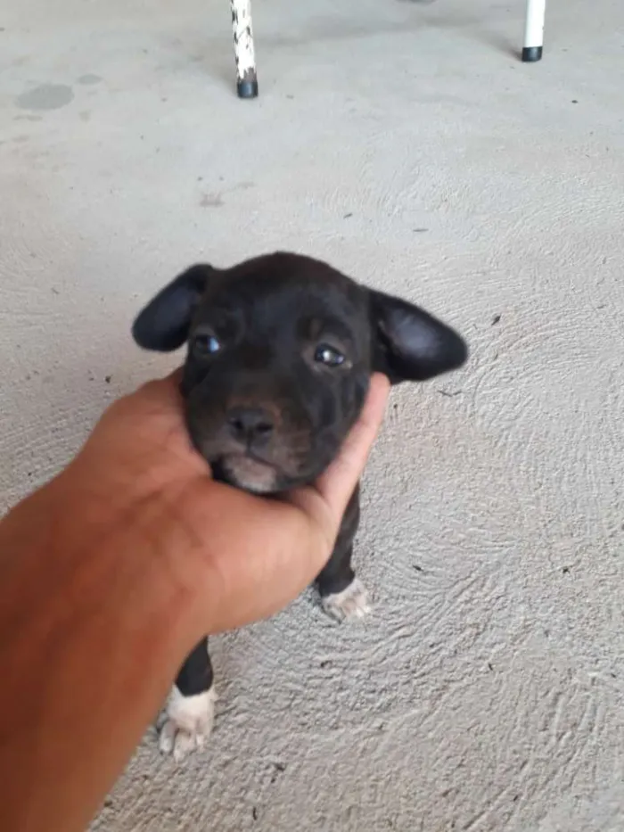Cachorro ra a Vira lata idade Abaixo de 2 meses nome Luna