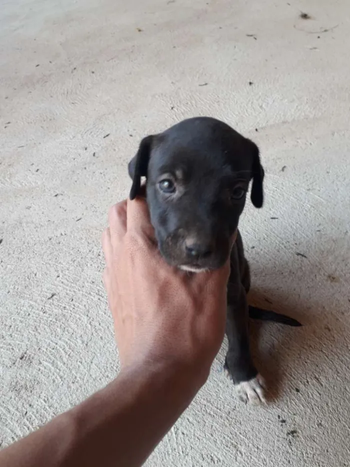 Cachorro ra a Vira lata idade Abaixo de 2 meses nome Luna