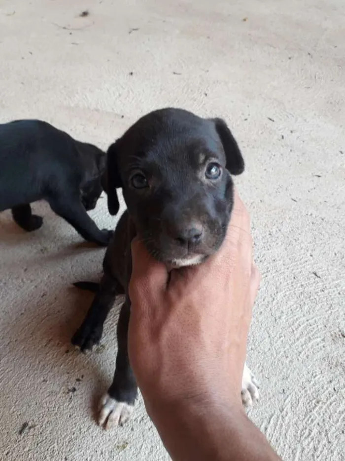 Cachorro ra a Vira lata idade Abaixo de 2 meses nome Luna