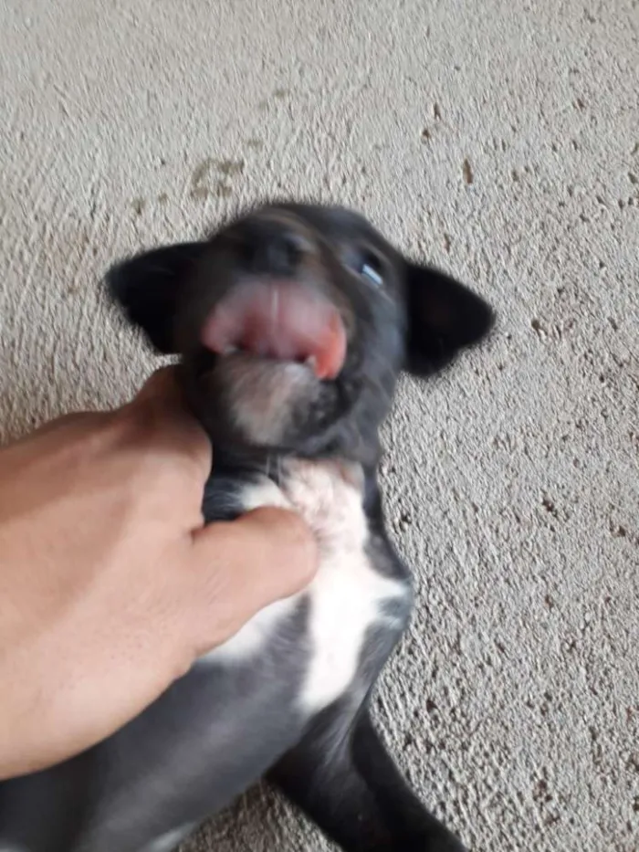 Cachorro ra a Vira lata idade Abaixo de 2 meses nome Luna