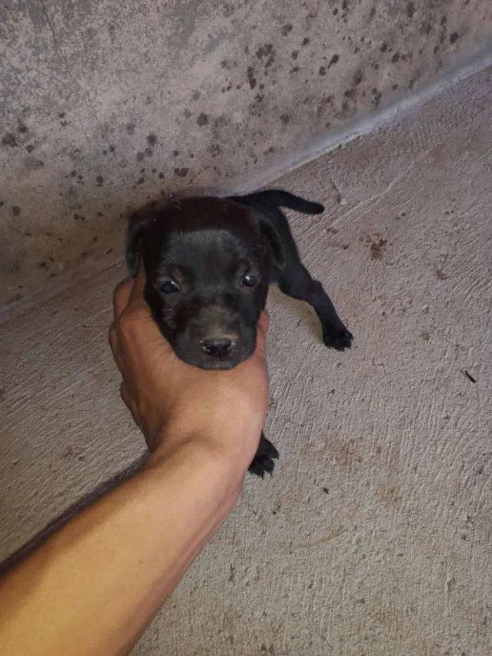 Cachorro ra a Vira lata idade Abaixo de 2 meses nome Luna