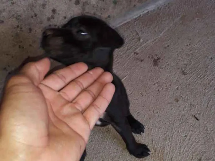Cachorro ra a Vira lata idade Abaixo de 2 meses nome Luna