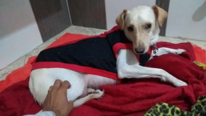 Cachorro ra a Srd idade 1 ano nome Lila