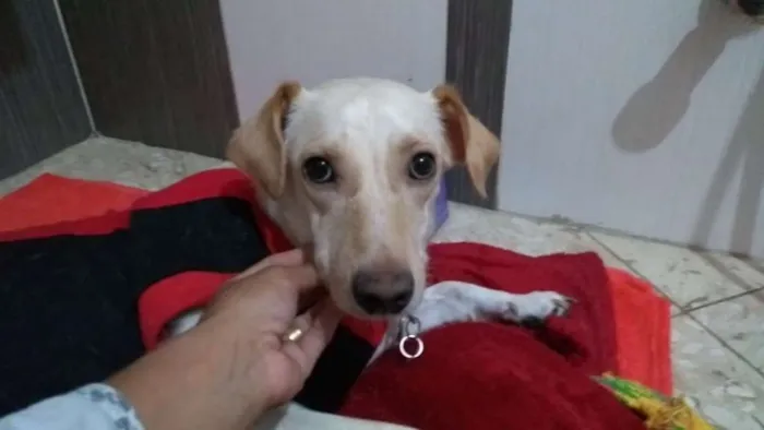 Cachorro ra a Srd idade 1 ano nome Lila