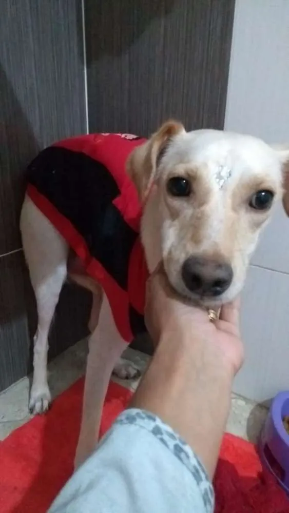Cachorro ra a Srd idade 1 ano nome Lila