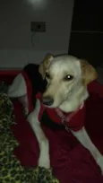 Lila