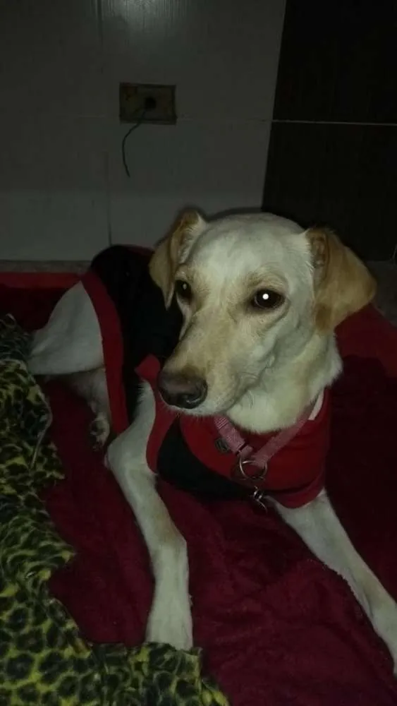 Cachorro ra a Srd idade 1 ano nome Lila