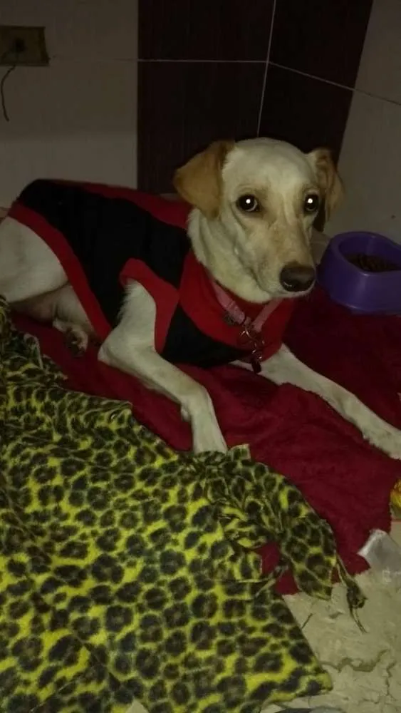 Cachorro ra a Srd idade 1 ano nome Lila