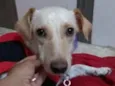 Lila