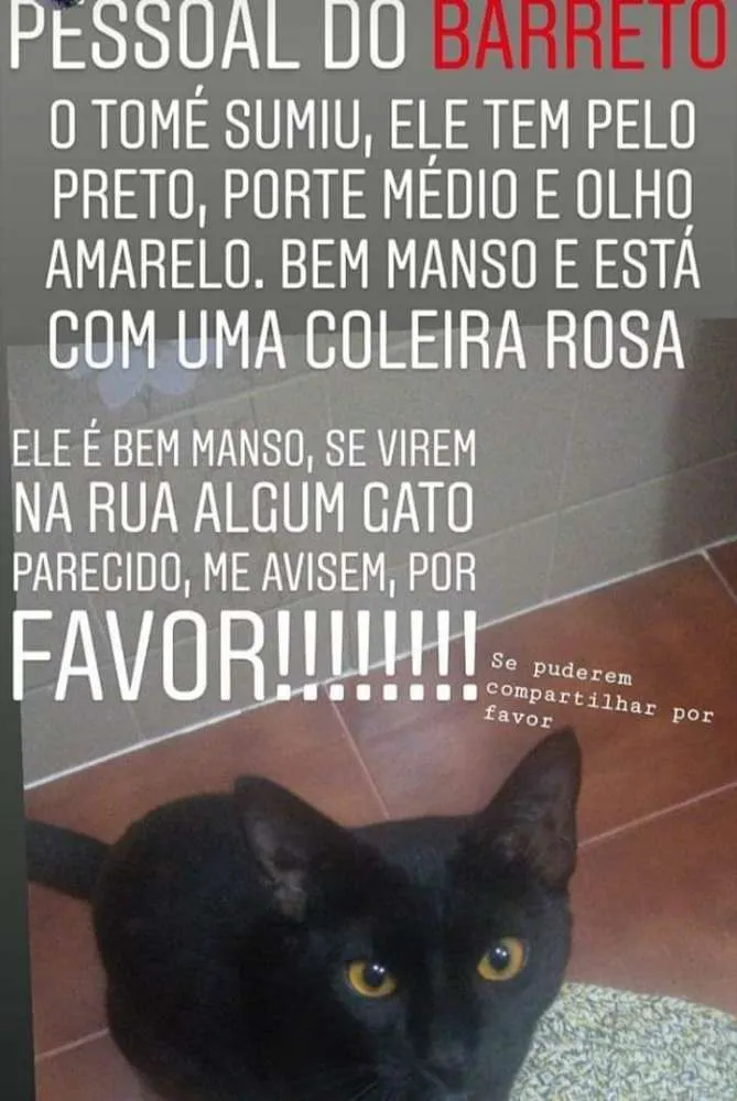 Gato ra a SRD idade 7 a 11 meses nome Tomé