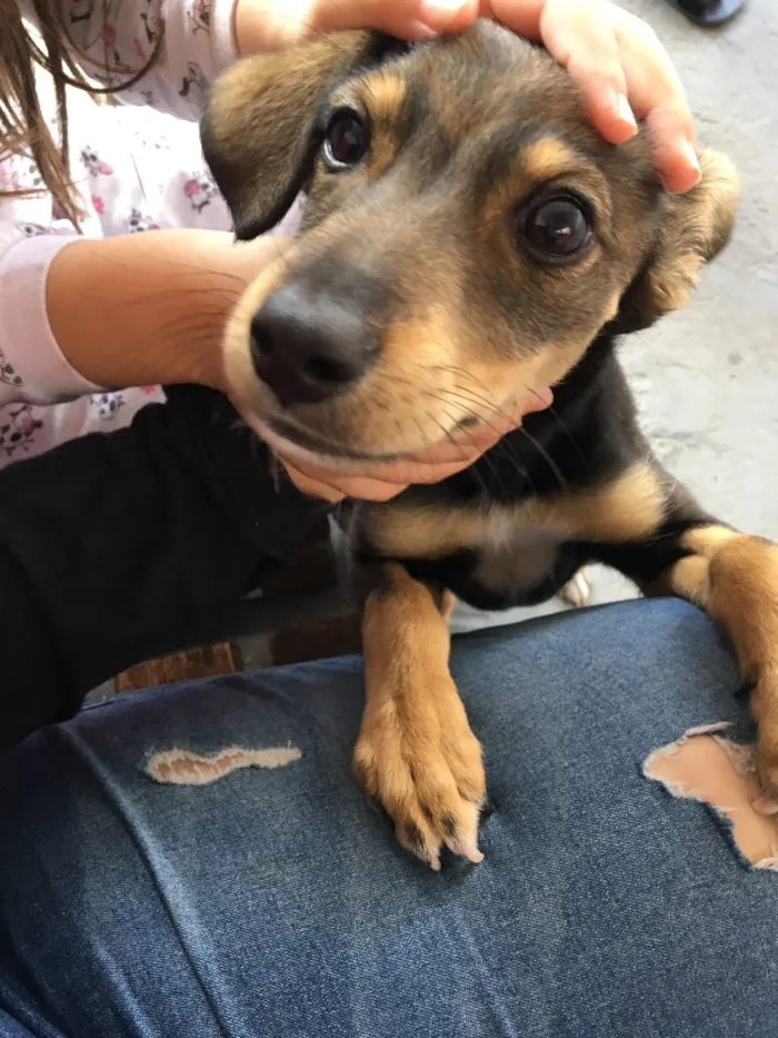 Cachorro ra a Mestiça com maltês  idade 2 a 6 meses nome Suzi