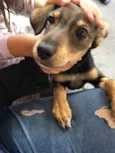 Suzi