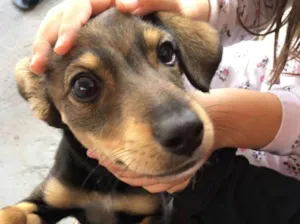 Cachorro raça Mestiça com maltês  idade 2 a 6 meses nome Suzi