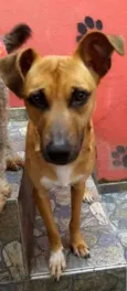 Lilica