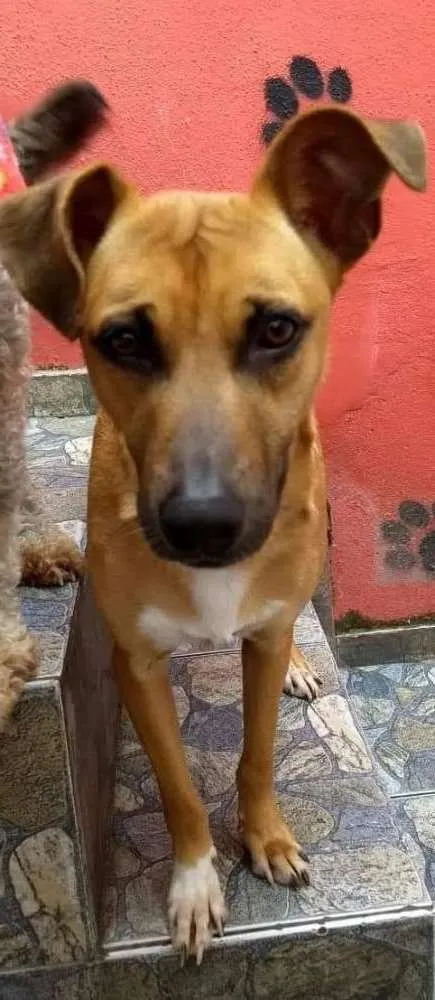 Cachorro ra a Srd idade 2 anos nome Lilica