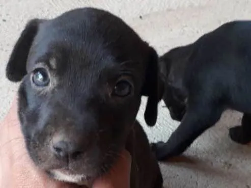 Cachorro ra a Vira lata idade Abaixo de 2 meses nome Luna