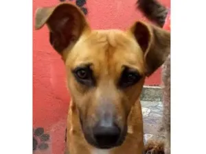 Cachorro raça Srd idade 2 anos nome Lilica