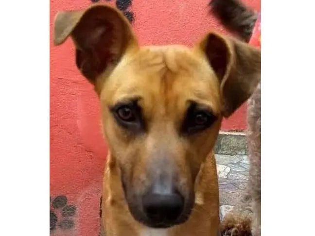 Cachorro ra a Srd idade 2 anos nome Lilica