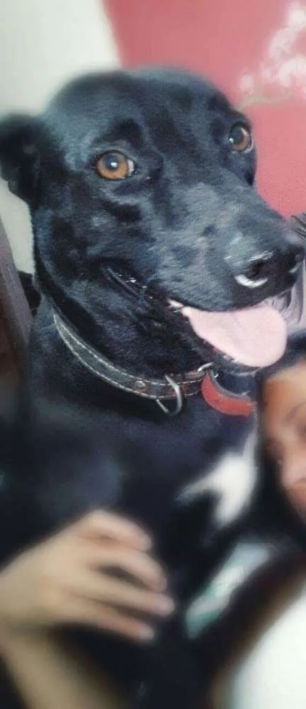 Cachorro raça Srd idade 3 anos nome NEGUINHA