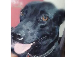 Cachorro raça Srd idade 3 anos nome NEGUINHA