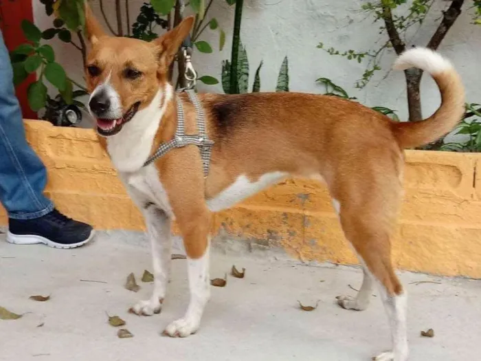 Cachorro raça Srd idade 2 anos nome TEKA