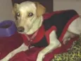 Lila