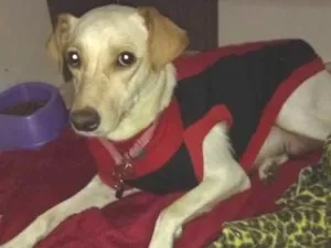 Cachorro raça Srd idade 1 ano nome Lila