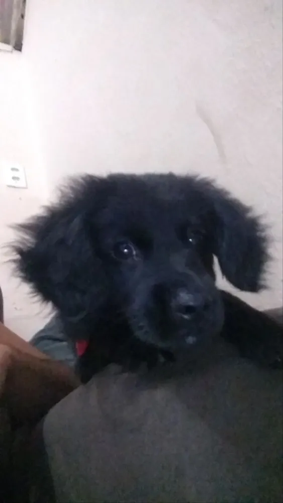 Cachorro ra a pudle idade 1 ano nome galego